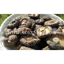 Quality Mushroom Fresh Smooth Shiitake Mushroom for Sale